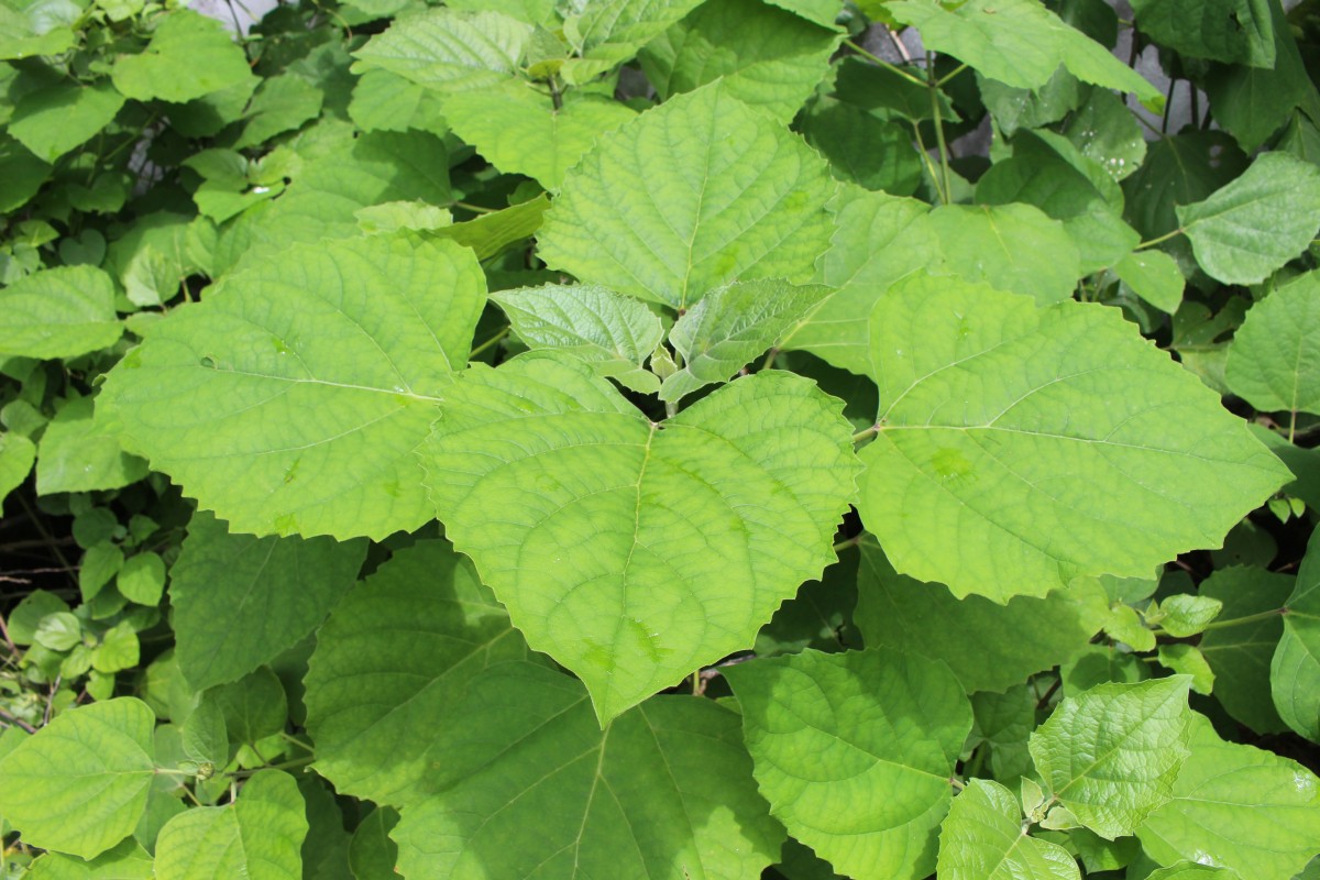 Clerodendrum chinense (Osbeck) Mabb.